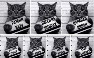 17 котеек, которых поймали с поличным во время преступления