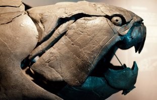 Дунклеостей