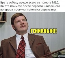 Когда в доме живет бывший полицейский пёс