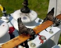 Электричество вообще штука универсальная, от всех помогает, надо только напряжение подобрать подходящее.