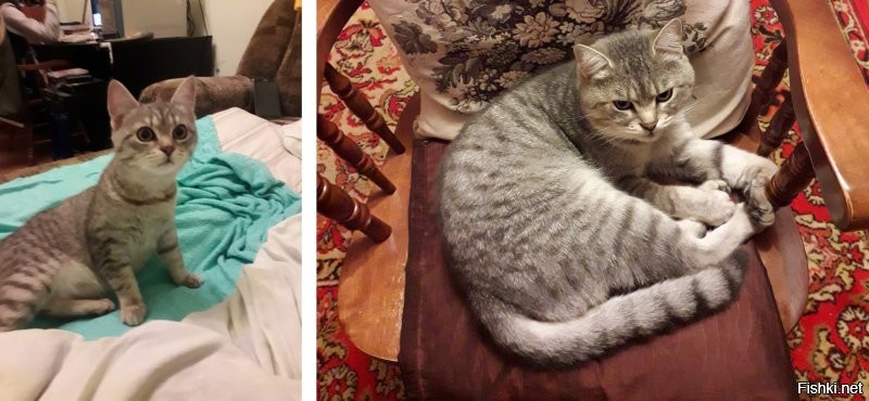 20+ трогательных фото о том, как быстро растут наши любимые котейки
