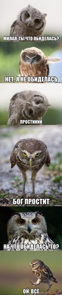 Мокрая сова стала звездой интернета