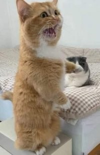 Наташа! Кто это?!