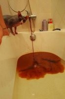 Это не боль, это обыденная херня!

Боль, это когда под тобой живет мудак, который отказывается менять стояк, когда во всем доме меняют, а над тобой живет онанист, который принял подрочил под душем, из-за мудака снизу, все это "украшение" наполнило твою ванну... Я человек брезгливый, пришлось менять ванну + ремонт делать и ОЧЕНЬ ГРОМКО сказать в глаза, чтоб дрочил в носок или в себя!
Вот это - реально боль!

ЗЫ а нижний съехал, слава яйцам.