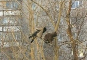 Веселые  картинки