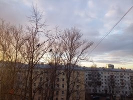 На сладкое - две вороны на тополе -