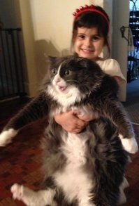 20+ трогательных фото о том, как быстро растут наши любимые котейки