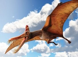 Что за "неизвестная рептилия" из Китая??? Обычный птеродактиль, разновидностей которых тьма.