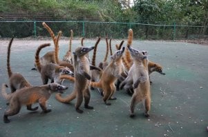 Милые, ласковые да, и к хозяину привязываться. К лотку тяжело приучаются) и нуждаются к себе подобным, и гиперактивные, все таки диковатые они. Скорее для большого частного дома. С кошками проще всего, они спят и спят, поела, в лоток сходила или в тапки и спит день., ну подерёт что то и уронит и опять спит. А тут с коати так не прокатит)  это как собака скорее внимание и забота носухам нужна.  Ну я содержать не пробовал, может и ошибаюсь, только наблюдал и играл с ними часто. Они меня выматывали активностью своей