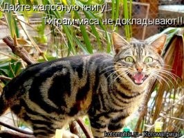 В китайском зоопарке подменили льва собакой