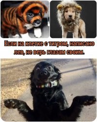 В китайском зоопарке подменили льва собакой