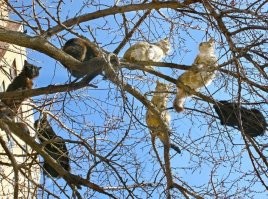картина "коты прилетели"  А.Саврасов.
