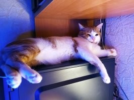 20+ трогательных фото о том, как быстро растут наши любимые котейки