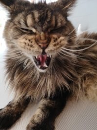 маленькая кошечка варечка тоже иногда злится)