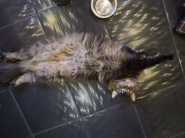 маленькая кошечка варечка тоже иногда злится)