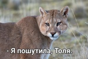 Веселые  картинки