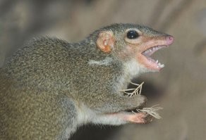Эту вот фотографию обожаю. Тупайя сердится на своё имя и ломает веточку.