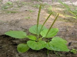 Скорая помощь.