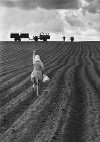 А что Т-150 с прицепом ППС (могу ошибаться)  делает на поле, засеянным картошкой?