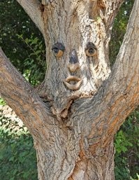 Решил мужик доску заменить, а она ему как раз