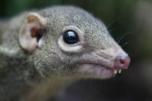 Обыкновенная тупайя