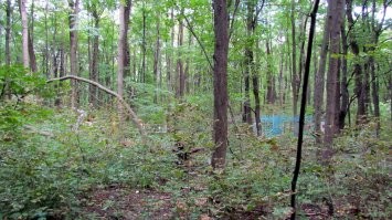 Во Льве-Толстом прошло моё детство.
Сейчас живу в Воронеже и у нас есть спуск к водохранилищу из надгробных плит.
А еще есть парк ЖиМ (живых и мёртвых) на месте старого кладбища.
И вокруг города, в лесах полно заброшенных старинных кладбищ...