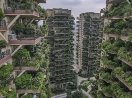Экспериментальный проект Chengdu’s Qiyi City Forest Garden в китайском мегаполисе Чэнду появился в 2018 году. Он должен был стать уникальным примером зеленого жилья с большими ухоженными садами на каждом балконе: помещения были спроектированы так, чтобы дать растениям достаточно места для роста. Двадцать видов растений должны были справляться со смогом и шумом улиц и превратить фасады зданий в вертикальный лес.
По словам агента недвижимости, к апрелю 2020 года были распроданы все 826 квартир комплекса, однако сейчас там проживают всего 10 семей, а заросшие дома сравнивают с декорациями постапокалиптического фильма.