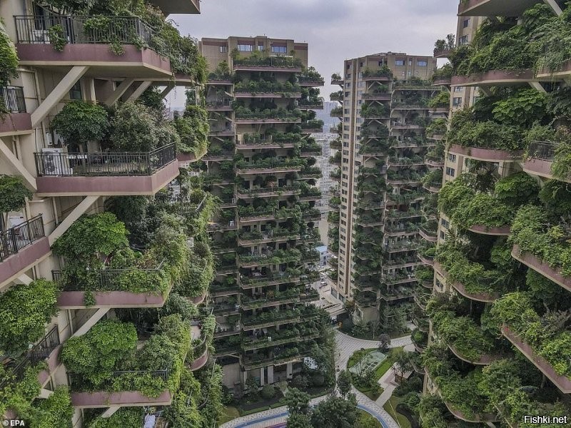 Экспериментальный проект Chengdu’s Qiyi City Forest Garden в китайском мегаполисе Чэнду появился в 2018 году. Он должен был стать уникальным примером зеленого жилья с большими ухоженными садами на каждом балконе: помещения были спроектированы так, чтобы дать растениям достаточно места для роста. Двадцать видов растений должны были справляться со смогом и шумом улиц и превратить фасады зданий в вертикальный лес.
По словам агента недвижимости, к апрелю 2020 года были распроданы все 826 квартир комплекса, однако сейчас там проживают всего 10 семей, а заросшие дома сравнивают с декорациями постапокалиптического фильма.
