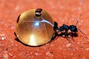 Можешь не верить, но это так. Есть медовые муравьи.
И если  другому  муравью  захочется мёда, то он должен усиками пощекотать жопку у муравья - бочки. И тот выдаст каплю....