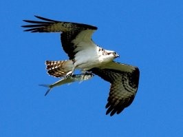 Птичка показывает рыбке красоту мира с высоты полета.