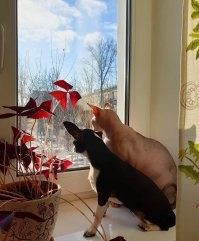 Подборка одной парочки живущей вместе.