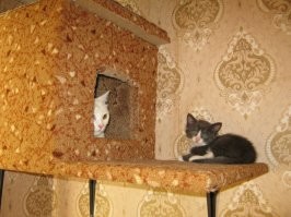 15 угарных изображений, на которых хвостатые любимцы делят между собой жилище 