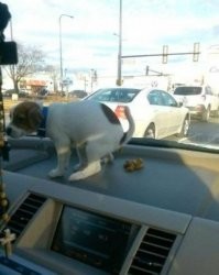 Самые изысканные способы транспортировки собак