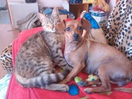 15 угарных изображений, на которых хвостатые любимцы делят между собой жилище 