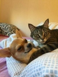 15 угарных изображений, на которых хвостатые любимцы делят между собой жилище 