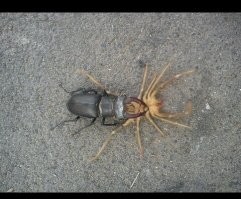 Часто с зерном из Казахстана привозят,лично скорпионов не видел,но говорят,что тоже есть.
А на фото схватка, погибли оба ,жук уже побеждал ,но зачем-то открыл панцирь где крылья и фаланга его ужалила(или как это называется))) Еще тушканчика привозили,когда из кузова камаза выскочил ,чуть не усрались)