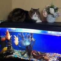 Эхх.. сдерживает меня любовь вкусно и вредно пожрать. (( Посему котеечко выглядит лучше меня.