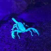 В кровати или одежде обнаружить бы совсем не хотел, особенно агрессивный вид. А вот за стеклом вполне себе милашка!