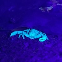 В кровати или одежде обнаружить бы совсем не хотел, особенно агрессивный вид. А вот за стеклом вполне себе милашка!