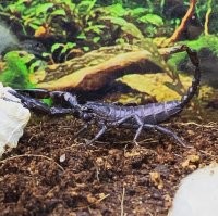 В кровати или одежде обнаружить бы совсем не хотел, особенно агрессивный вид. А вот за стеклом вполне себе милашка!