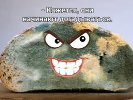 Весь гриб - это мир! Ой, весь мир - это гриб!