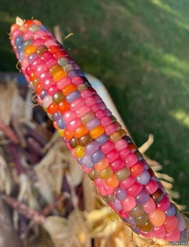 интересно, а как будет выглядеть крупа из такой кукурузы? или у нее только оболочка зерна цветная?