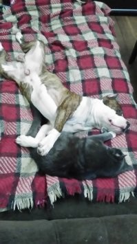 Кота взял случайно, отдавали трёхногого котёнка в фейсе, я взял (именно потому что три ноги и историю рассказали, обычный дворовый кот), но на второй день понял, что он останется у меня, потому что у пса есть компания, пока все на работе.