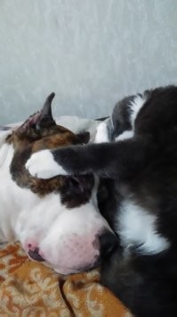 Это интересно, потому что именно это я и замечаю. собачёнка своей языцыщей вылизывает всё, а котяра, только проголодавшись подъедает возле стенок.