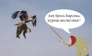Коршун с сжатым в когтях стаканчиком из McDonald’s