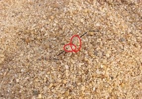 Я это нашёл, но в моей версии это: "мишка трахает тюленя"