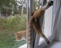 Видео: прохожие одолжили строительные леса, чтобы спасти застрявшую в окне кошку