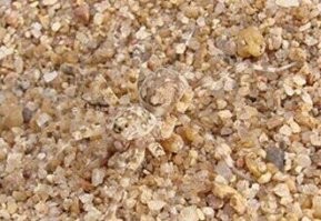 15 фотографии, где наше зрение обманули без всякого фотошопа