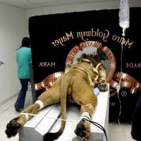 Вечерний выпуск демотиваторов