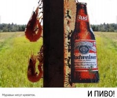 Креветок муравьи приносят.